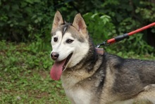 FLORA, Hund, Siberian Husky-Mix in Korea (Südkorea) - Bild 1