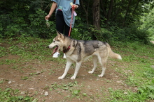 FLORA, Hund, Siberian Husky-Mix in Korea (Südkorea) - Bild 2