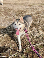 FLORA, Hund, Siberian Husky-Mix in Korea (Südkorea) - Bild 4