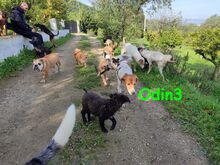 ODIN3, Hund, Mischlingshund in Spanien - Bild 11