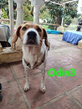 ODIN3, Hund, Mischlingshund in Spanien - Bild 14