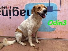 ODIN3, Hund, Mischlingshund in Spanien - Bild 15