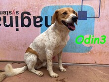 ODIN3, Hund, Mischlingshund in Spanien - Bild 16