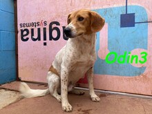 ODIN3, Hund, Mischlingshund in Spanien - Bild 17