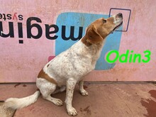 ODIN3, Hund, Mischlingshund in Spanien - Bild 18