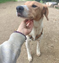 ODIN3, Hund, Mischlingshund in Spanien - Bild 2