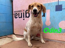 ODIN3, Hund, Mischlingshund in Spanien - Bild 20