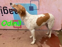 ODIN3, Hund, Mischlingshund in Spanien - Bild 21