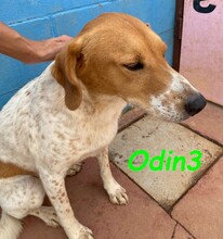 ODIN3, Hund, Mischlingshund in Spanien - Bild 22