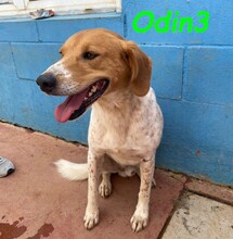 ODIN3, Hund, Mischlingshund in Spanien - Bild 23