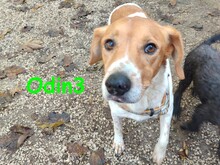 ODIN3, Hund, Mischlingshund in Spanien - Bild 3