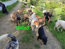 ODIN3, Hund, Mischlingshund in Spanien - Bild 4