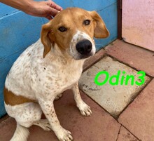 ODIN3, Hund, Mischlingshund in Spanien - Bild 5