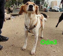 ODIN3, Hund, Mischlingshund in Spanien - Bild 7