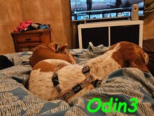 ODIN3, Hund, Mischlingshund in Spanien - Bild 8