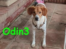 ODIN3, Hund, Mischlingshund in Spanien - Bild 9