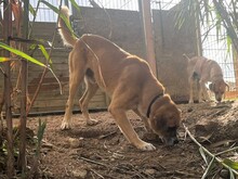 JUNGLE, Hund, Mischlingshund in Italien - Bild 8