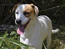 JOHN, Hund, Mischlingshund in Italien - Bild 18