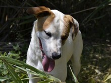 JOHN, Hund, Mischlingshund in Italien - Bild 19