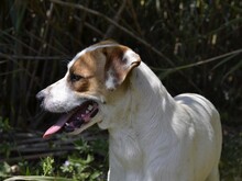 JOHN, Hund, Mischlingshund in Italien - Bild 20