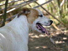 JOHN, Hund, Mischlingshund in Italien - Bild 21