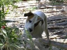 JOHN, Hund, Mischlingshund in Italien - Bild 22