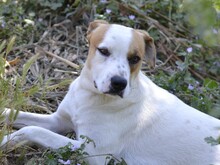 JOHN, Hund, Mischlingshund in Italien - Bild 23
