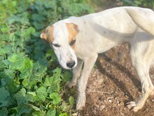 JOHN, Hund, Mischlingshund in Italien - Bild 4