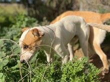 JOHN, Hund, Mischlingshund in Italien - Bild 9