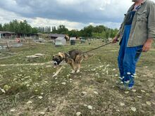 HERA, Hund, Rumänischer Schäferhund in Rumänien - Bild 6