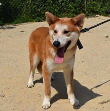 ATLAS, Hund, Korea Jindo Dog-Mix in Ebstorf - Bild 1