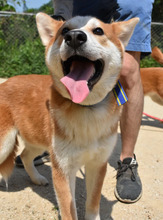 ATLAS, Hund, Korea Jindo Dog-Mix in Ebstorf - Bild 2