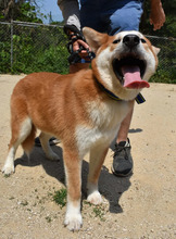 ATLAS, Hund, Korea Jindo Dog-Mix in Ebstorf - Bild 3