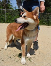 ATLAS, Hund, Korea Jindo Dog-Mix in Ebstorf - Bild 4