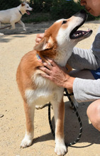 ATLAS, Hund, Korea Jindo Dog-Mix in Ebstorf - Bild 7