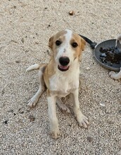 ETHAN, Hund, Mischlingshund in Italien - Bild 10