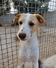 ETHAN, Hund, Mischlingshund in Italien - Bild 12