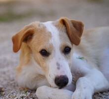 ETHAN, Hund, Mischlingshund in Italien - Bild 2