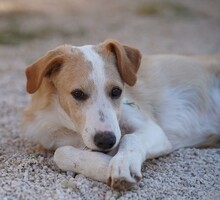 ETHAN, Hund, Mischlingshund in Italien - Bild 23