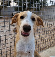 ETHAN, Hund, Mischlingshund in Italien - Bild 24