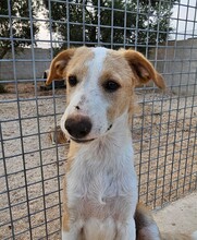 ETHAN, Hund, Mischlingshund in Italien - Bild 28