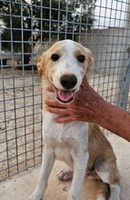 ETHAN, Hund, Mischlingshund in Italien - Bild 29