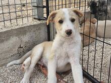 ETHAN, Hund, Mischlingshund in Italien - Bild 30