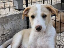 ETHAN, Hund, Mischlingshund in Italien - Bild 31