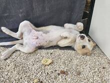 ETHAN, Hund, Mischlingshund in Italien - Bild 32