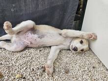 ETHAN, Hund, Mischlingshund in Italien - Bild 33