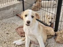 ETHAN, Hund, Mischlingshund in Italien - Bild 34