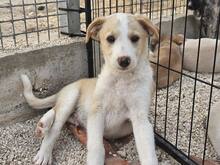ETHAN, Hund, Mischlingshund in Italien - Bild 35