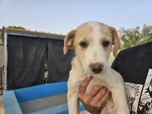 ETHAN, Hund, Mischlingshund in Italien - Bild 36
