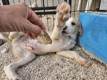 ETHAN, Hund, Mischlingshund in Italien - Bild 37